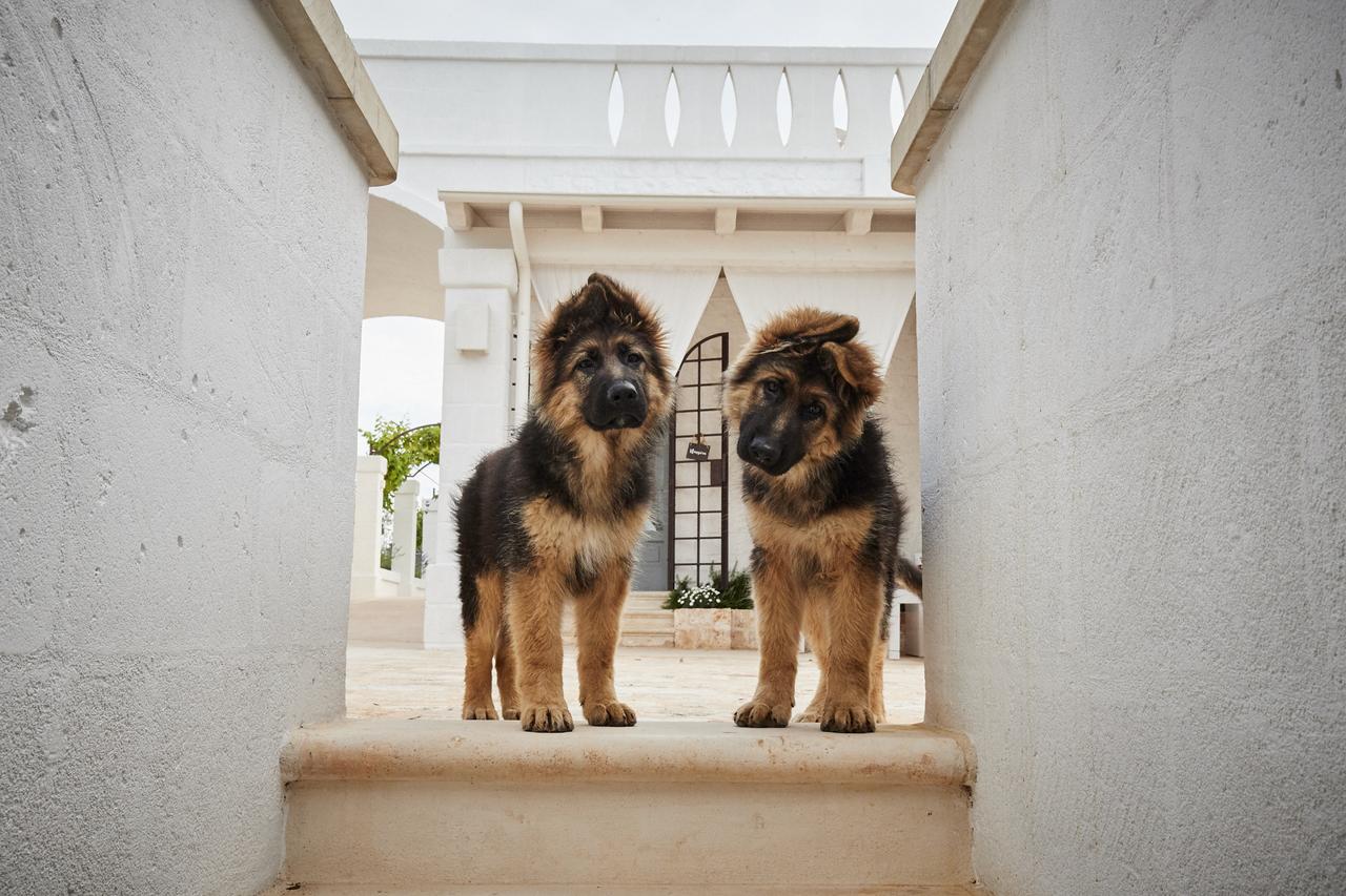 Masseria Almadava ポリニャーノ・ア・マーレ エクステリア 写真